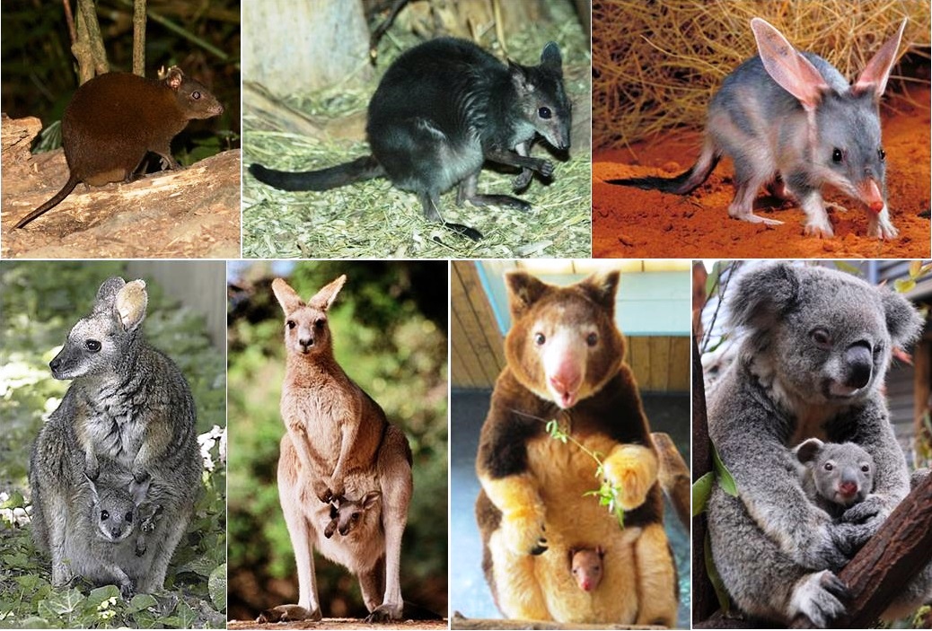 Resultado de imagem para marsupial mamíferos